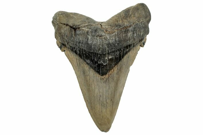 Huge Serrated Angustidens Tooth - Megalodon Ancestor #328969